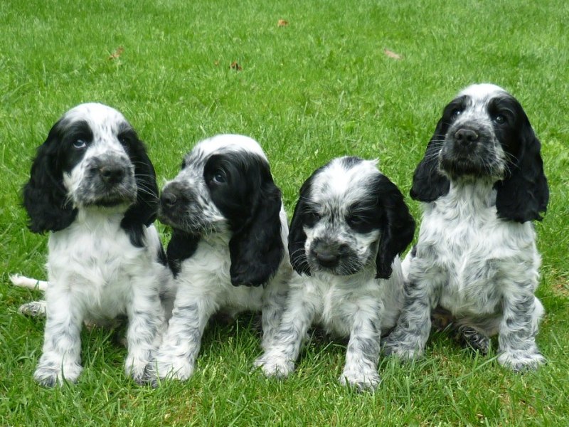 42-Flip, Fant, Fanny, Fred.JPG